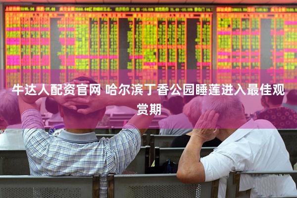 牛达人配资官网 哈尔滨丁香公园睡莲进入最佳观赏期